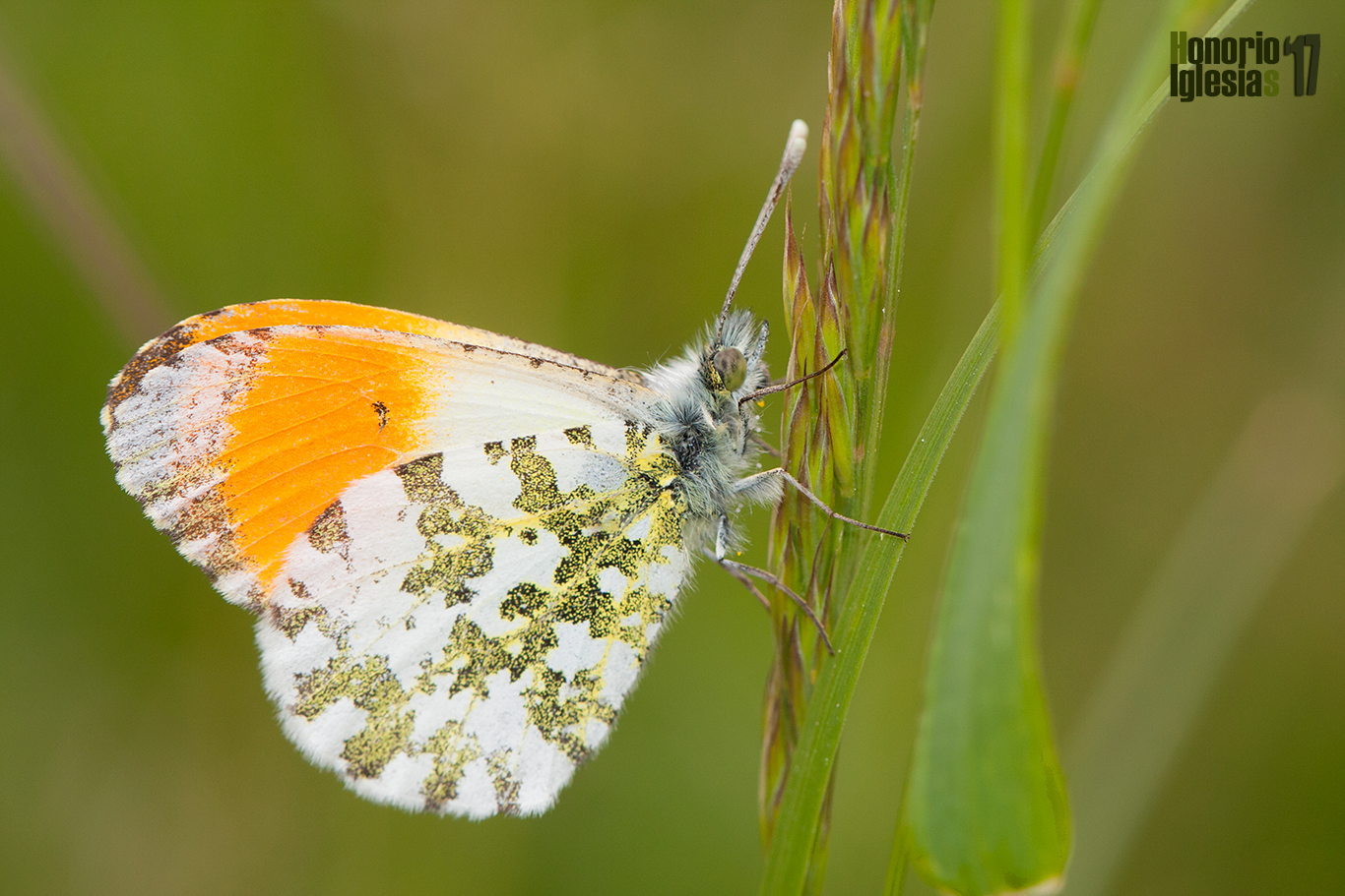 Macho de mariposa aurora blanca o musgosa (Anthocharis cardamines) en posición de descanso, mostrando la mancha naranja de sus alas