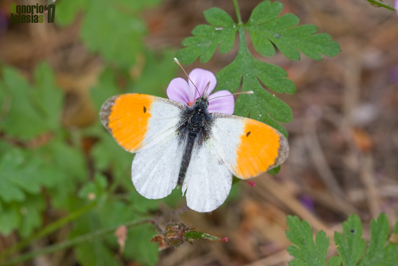 Macho de mariposa aurora blanca o musgosa (Anthocharis cardamines) mostrando el anverso alar