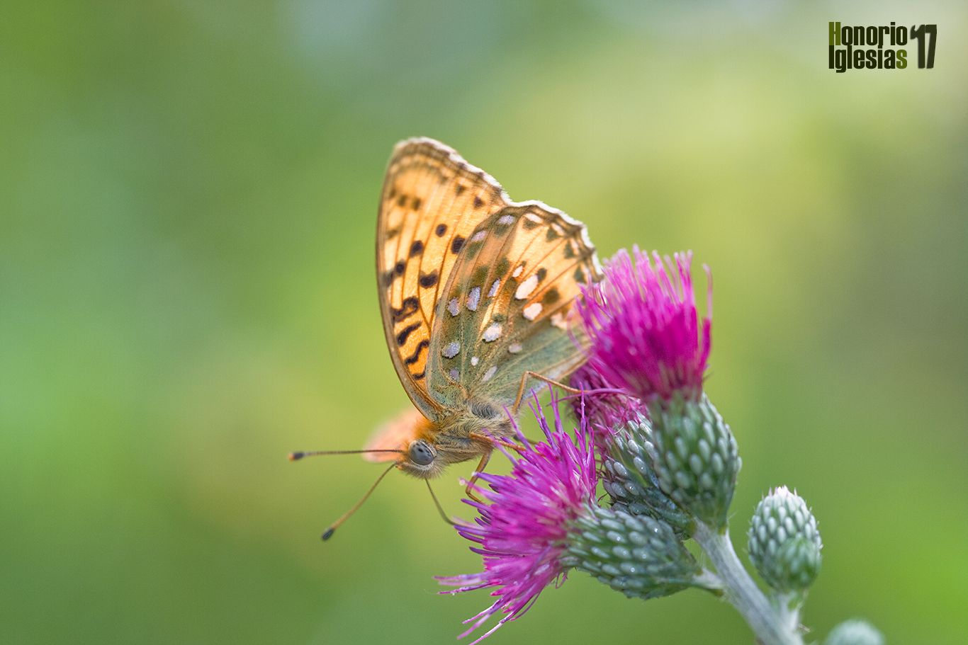 Reverso de mariposa nacarada aglaja o lunares de plata (Argynnis (=Mesoacidalia) aglaja) libando sobre la flor de un cardo