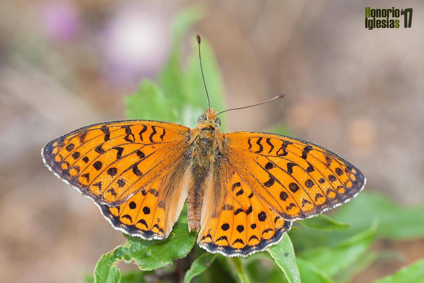 Ejemplar de mariposa nacarada niobe o níobe (Argynnis (=Fabriciana) niobe) mostrando su anverso alar.