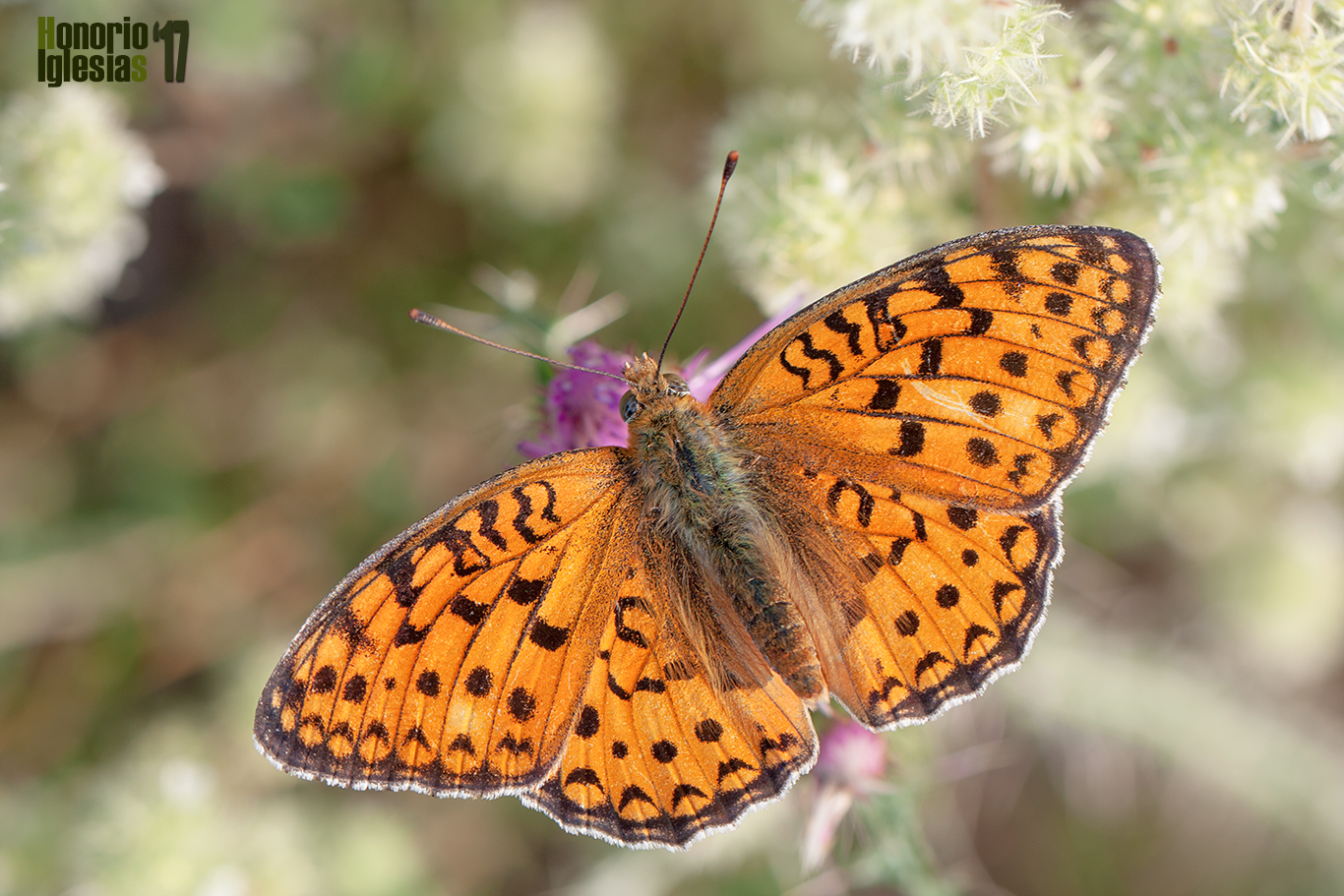 Ejemplar de mariposa nacarada niobe o níobe (Argynnis (=Fabriciana) niobe) libando de las flores de una mejorana silvestre (Thymus mastichina)