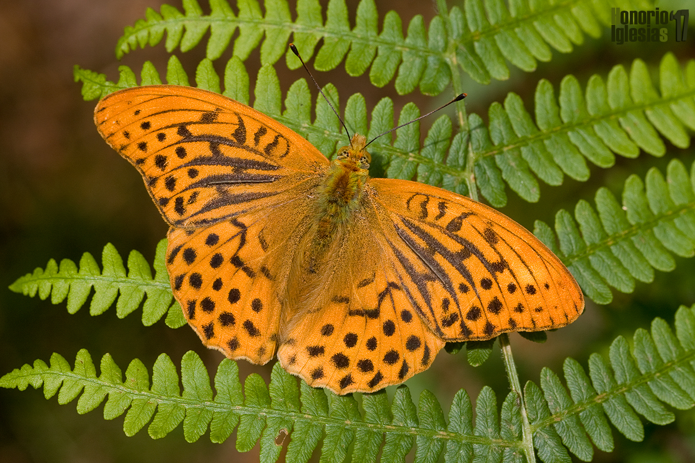Ejemplar macho de mariposa nacarada pafia o nacarada (Argynnis paphia) con las cuatrpo androconias muy visibles.
