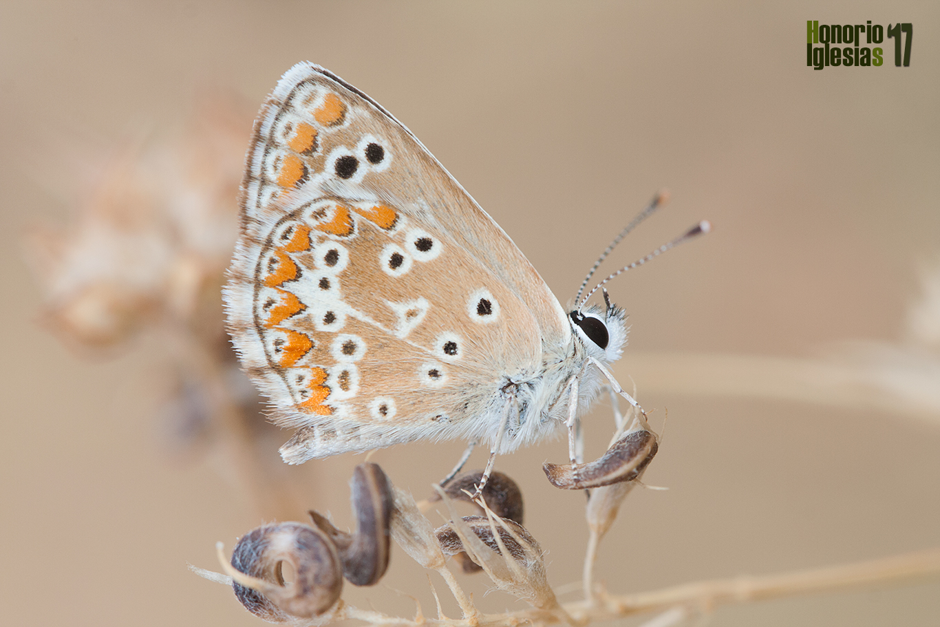 Ejemplar de mariposa morena común (Aricia cramera)  mostrando su reverso alar.