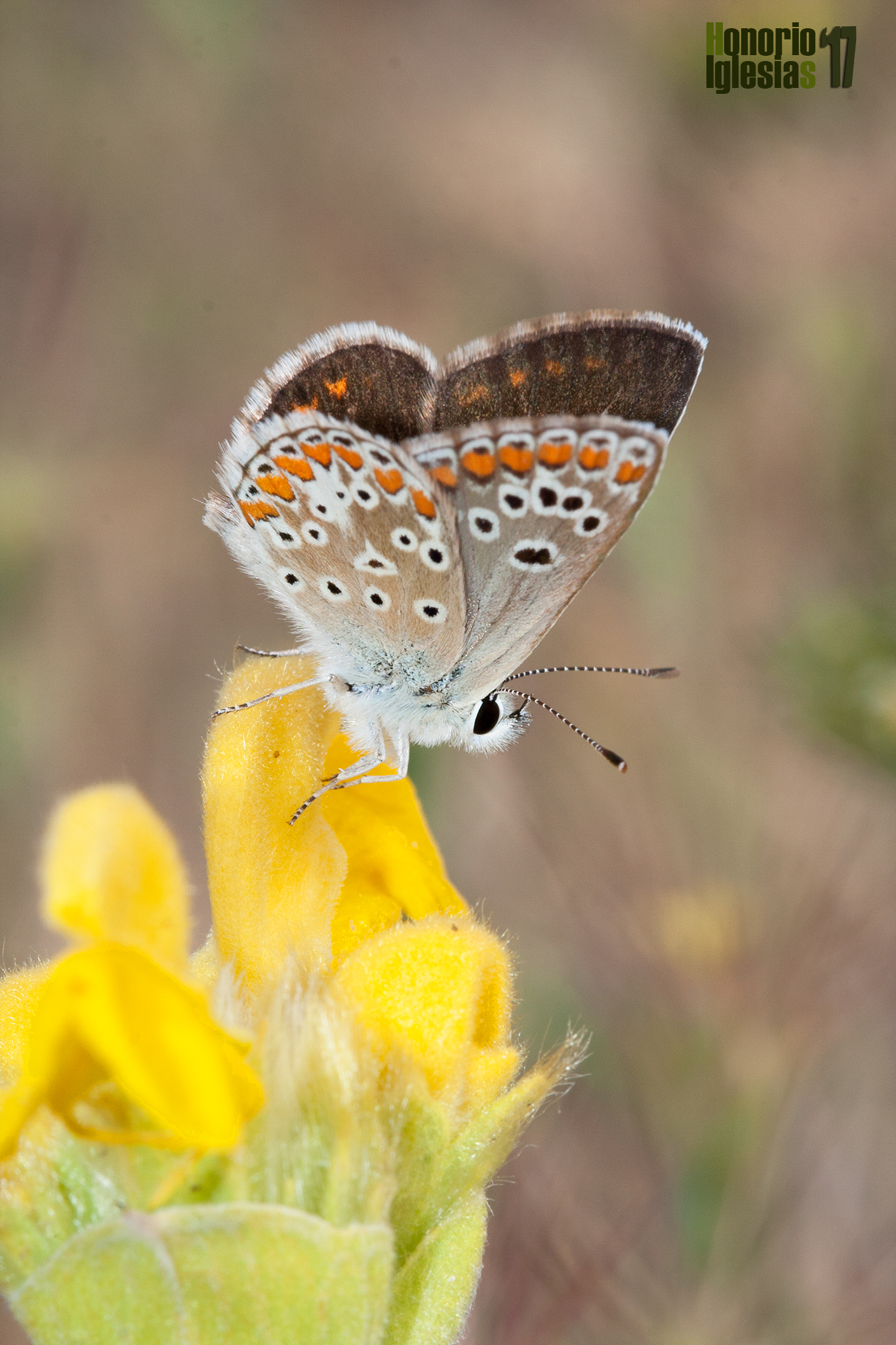 Ejemplar de mariposa morena serrana (Aricia montensis) , mostrando las lúnulas de sua alas anteriores que no alcanzan la zona costal.