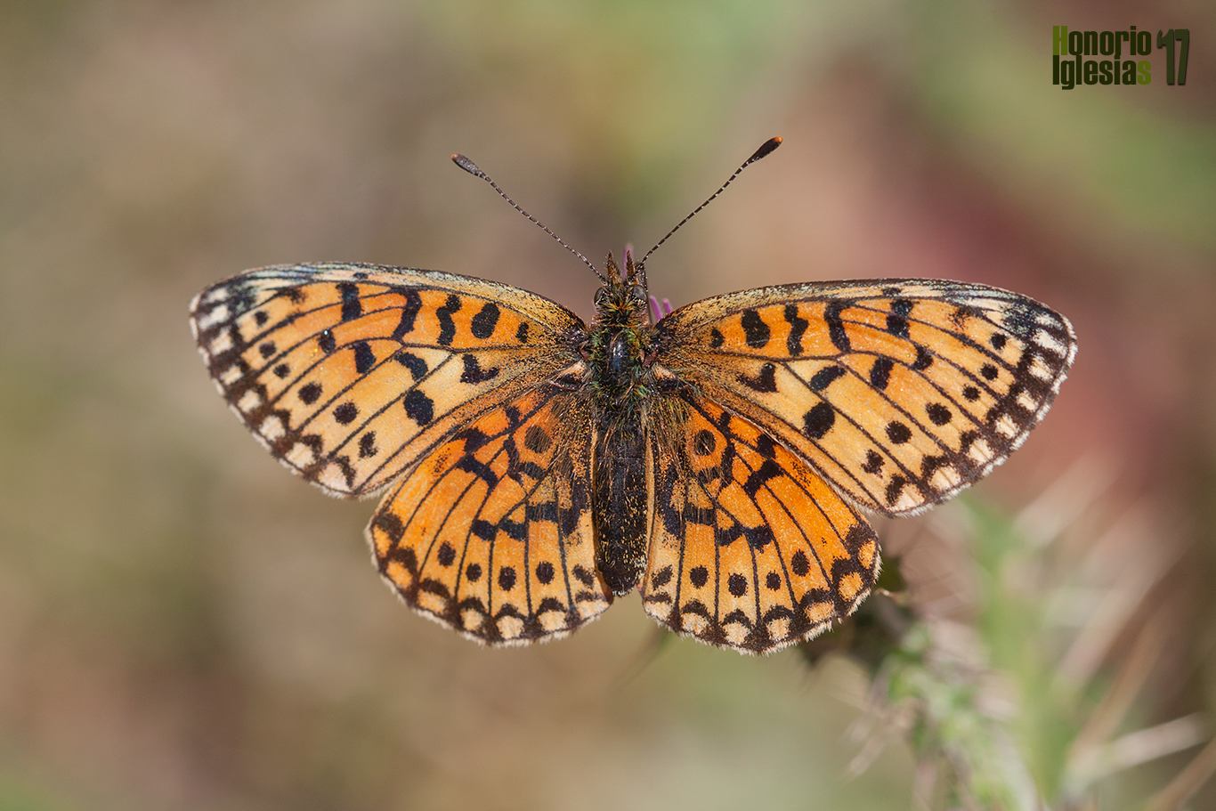 Ejempar de mariposa perlada selene o perlada castaña (Boloria (=Clossiana) selene) , el punto del ala posterior cercano al abdomen, ayuda a la identificación de este género de mariposas.