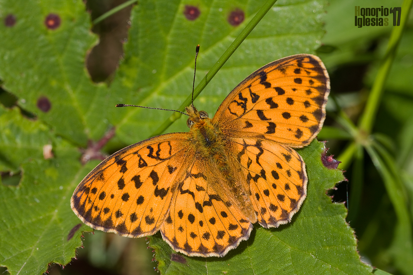 Ejemplar de mariposa bipunteada dafne o laurel (Brenthis daphne) mostrando su anverso alar. La peculiar forma redondeada de las alas anteriores ayuda en la identificación de la especie
