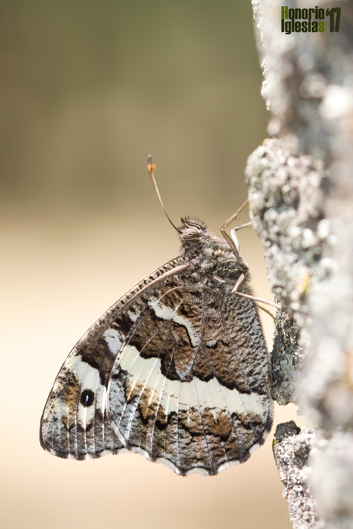 Ejemplar de mariposa circe o rey moro (Brintesia (=Kanetisa) circe) perfectamente camuflada en el tronco de un roble melojo (Quercus pyrenaica), es sorprendente pero hasta un corte en la corteza del roble coincide con la marca blanca del ala posterior.