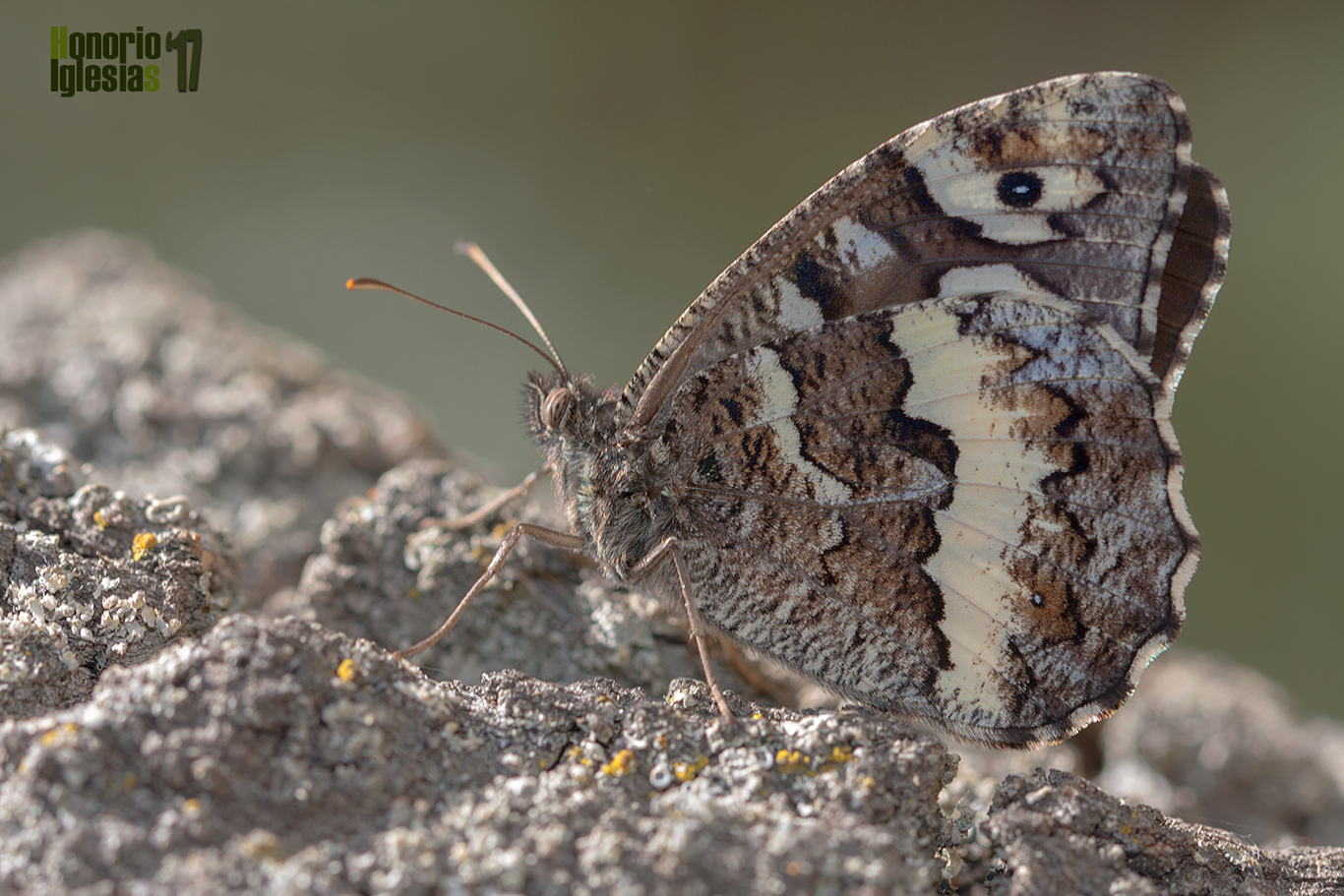Ejemplar de mariposa circe o rey moro (Brintesia (=Kanetisa) circe) mostrando su reverso alar.
