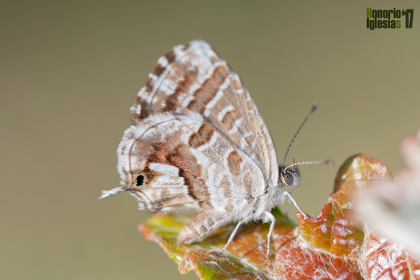 Ejemplar de mariposa taladro del geranio (Cacyreus marshalli)