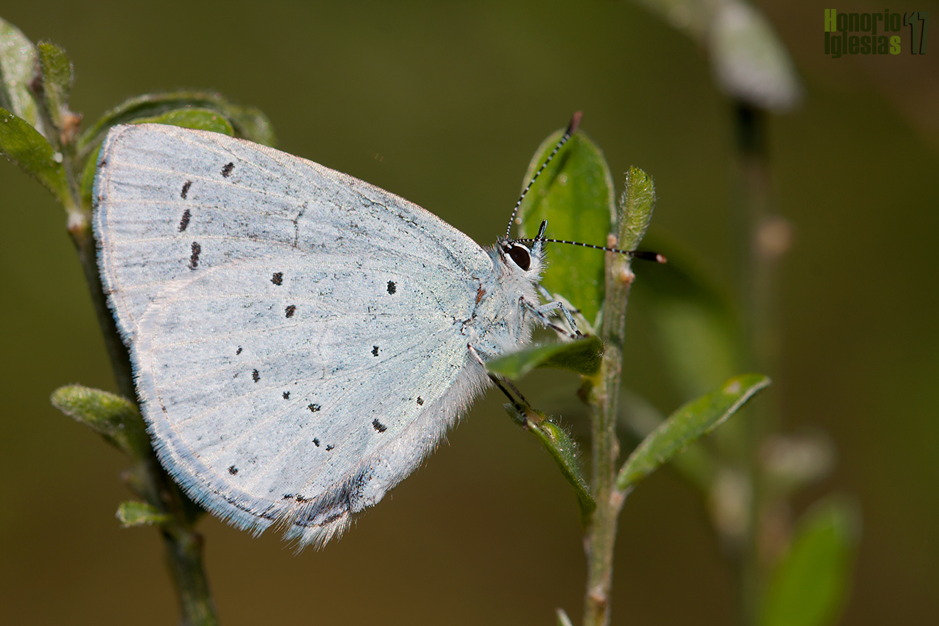 Ejemplar de mariposa náyade (Celastrina argiolus) . Se trata de una de las mariposas más comunes en la Sierra de Guadarrama.