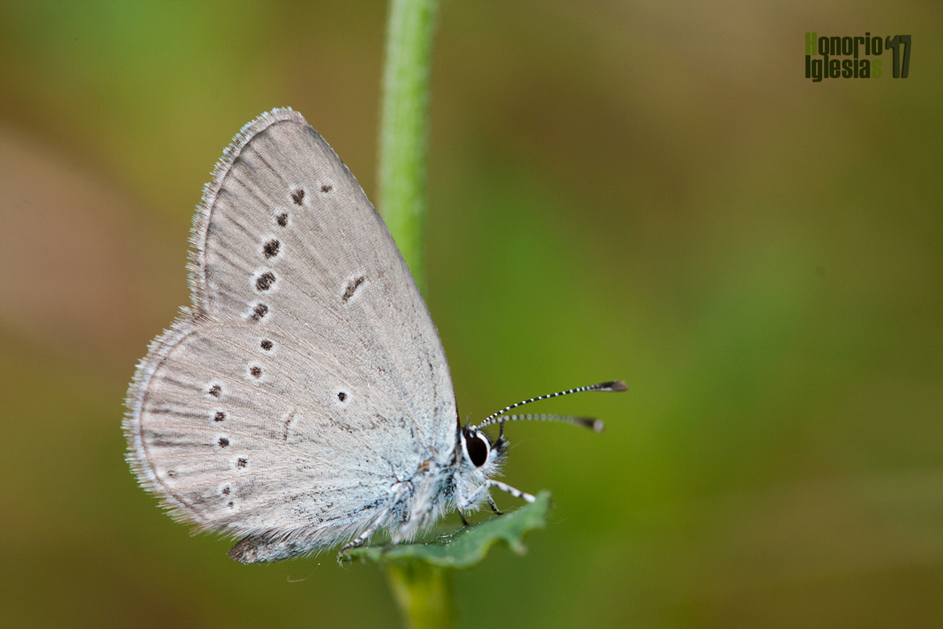 Ejemplar de mariposa duende menor u oscuro (Cupido minimus) mostrando el reverso alar.