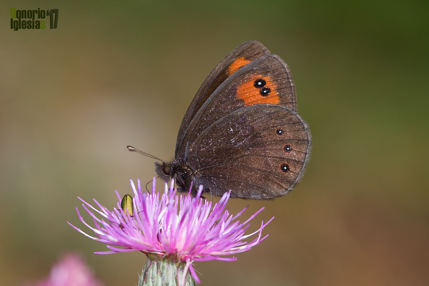 Ejempalr de mariposa erebia común o montañesa de banda larga (Erebia meolans) libando de las flores de una compuesta.