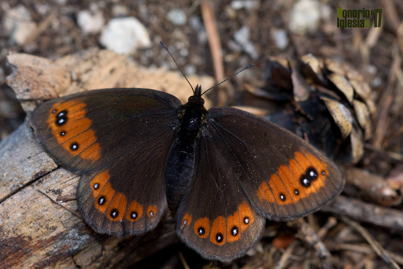 Hembra de mariposa erebia común o montañesa de banda larga (Erebia meolans) mostrando su anverso alar.