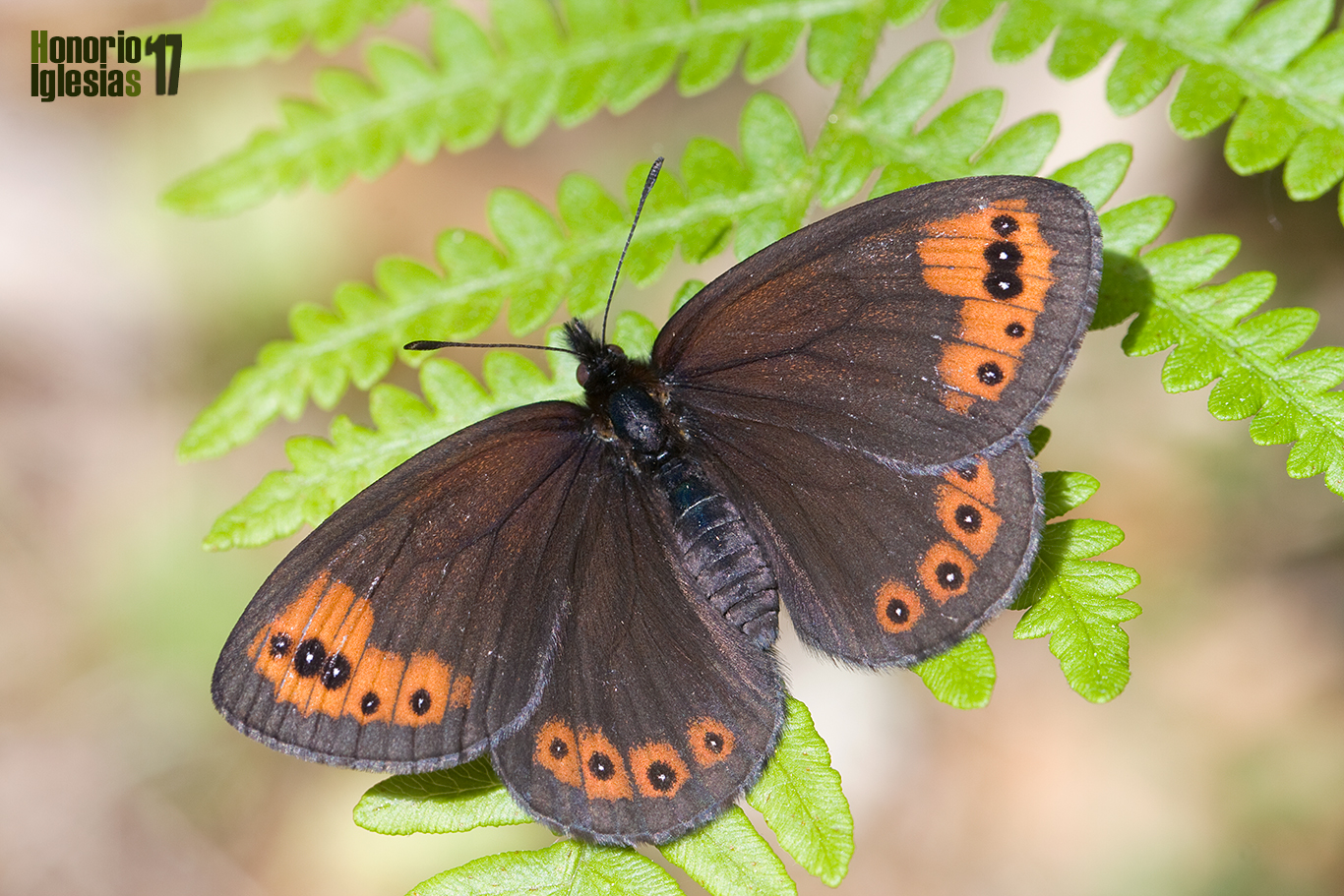 Ejemplar de mariposa erebia acodada o montañesa vacilante (Erebia triaria) mostrando su anverso alar