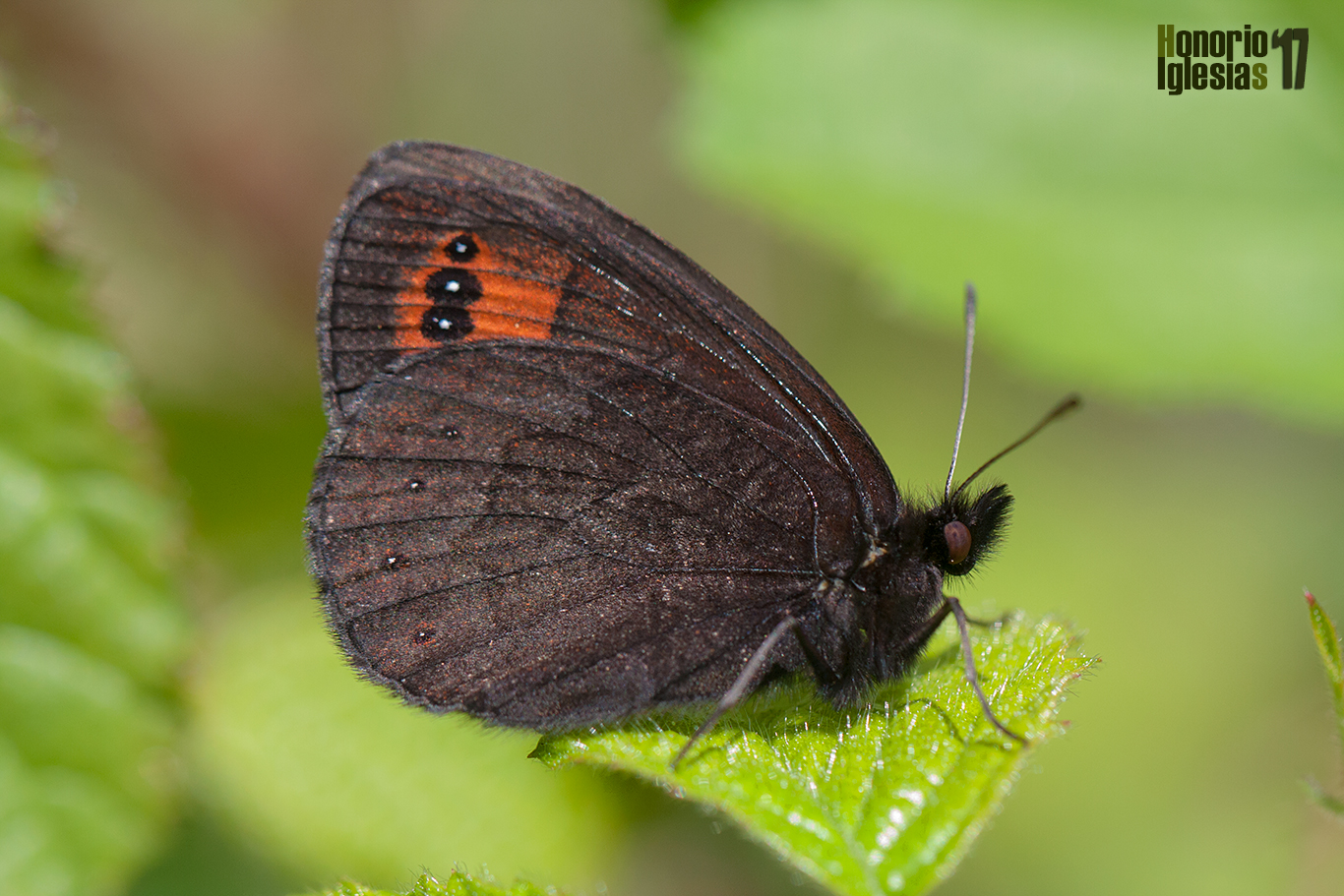 Ejemplar de mariposa erebia acodada o montañesa vacilante (Erebia triaria) mostrando su reverso alar.