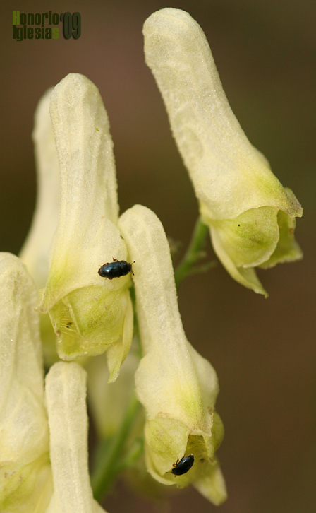 Aconitum vulparia subsp. neapolitanum (Matalobos de flor amarilla)