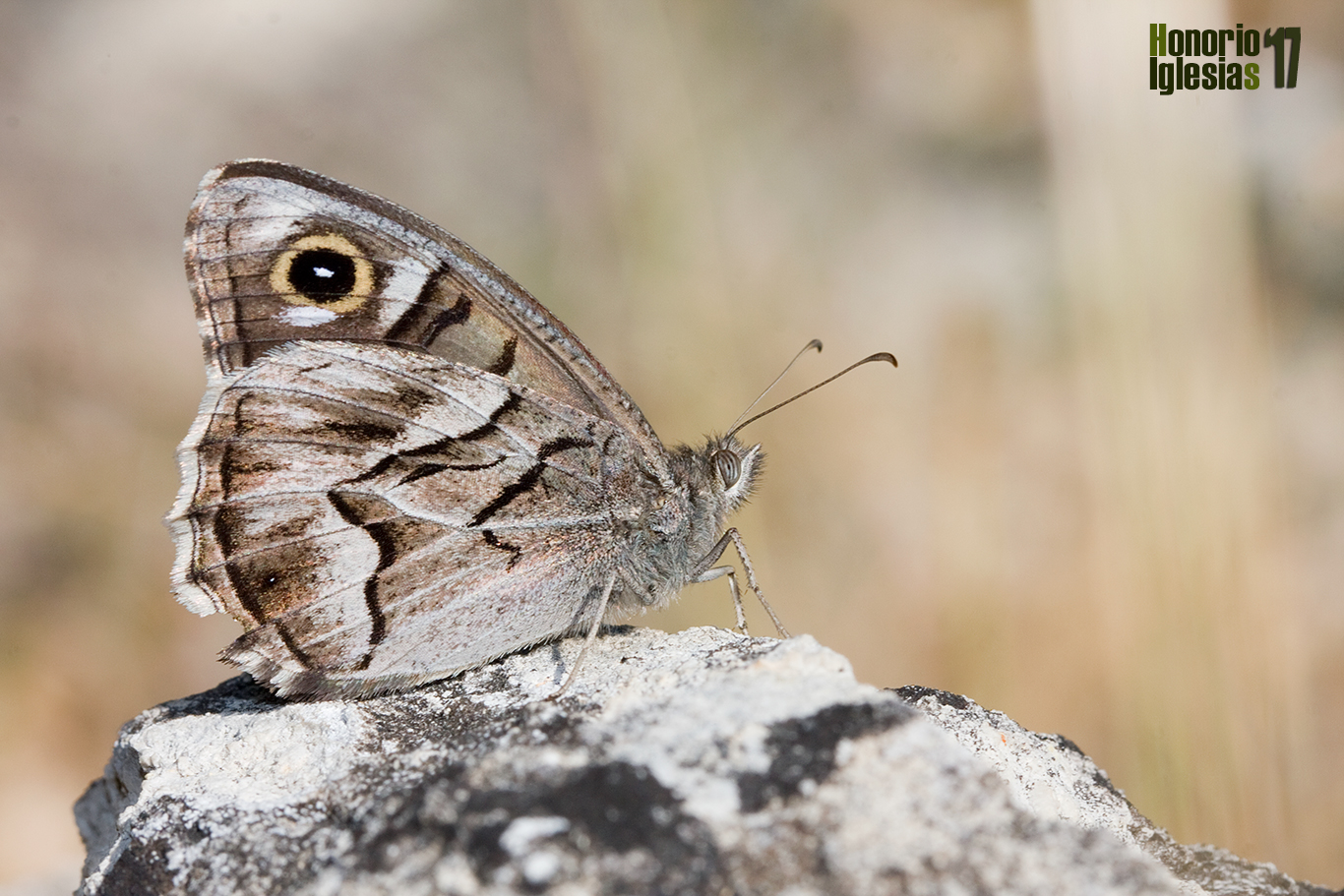 Ejemplar de mariposa sátiro rayado o festón blanco (Hipparchia (=Pseudotergumia) fidia), mostrando su reverso alar.