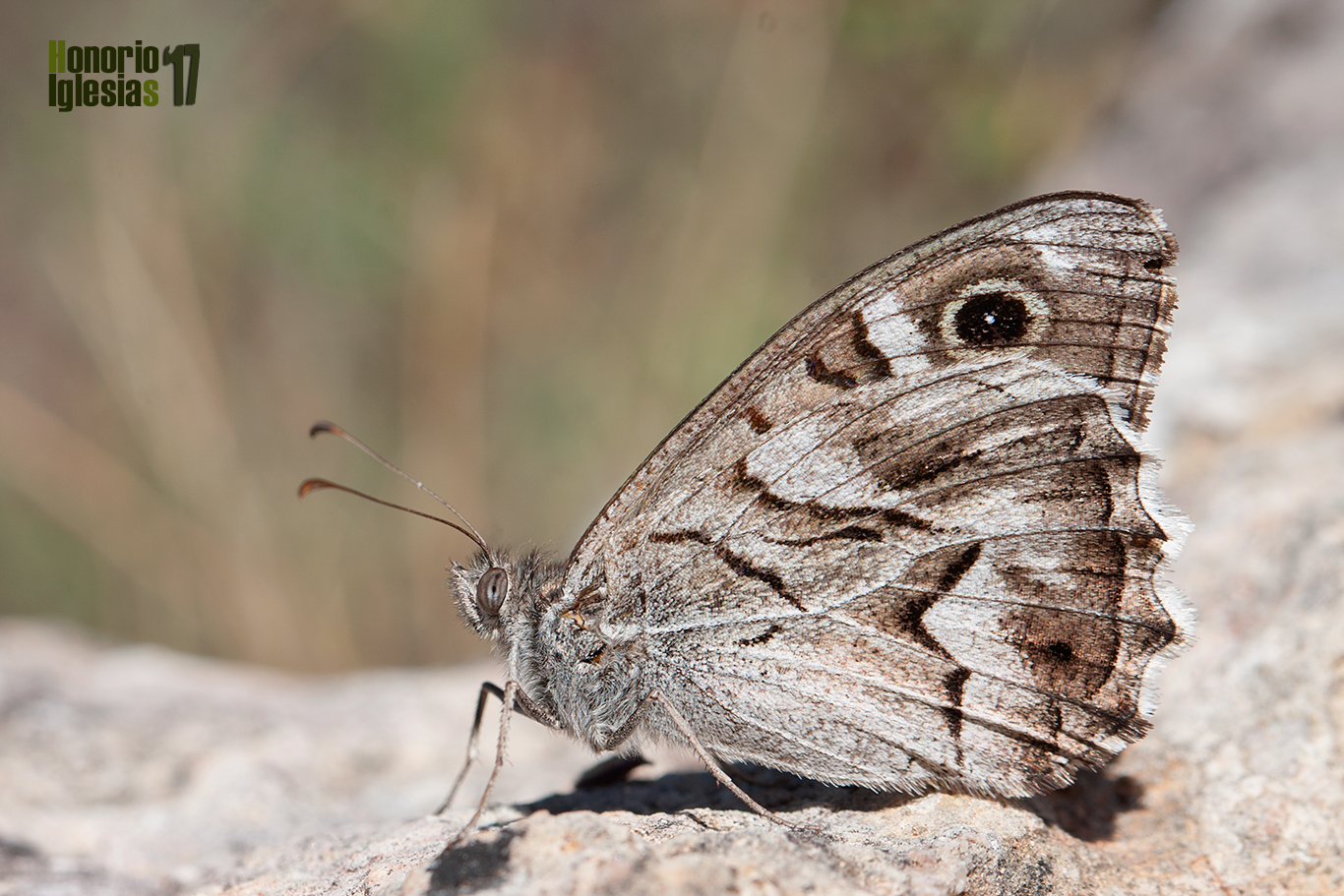 Ejemplar de mariposa sátiro rayado o festón blanco) (Hipparchia (=Pseudotergumia) fidia) con el borde del ocelo del ala anterior muy desgastado.