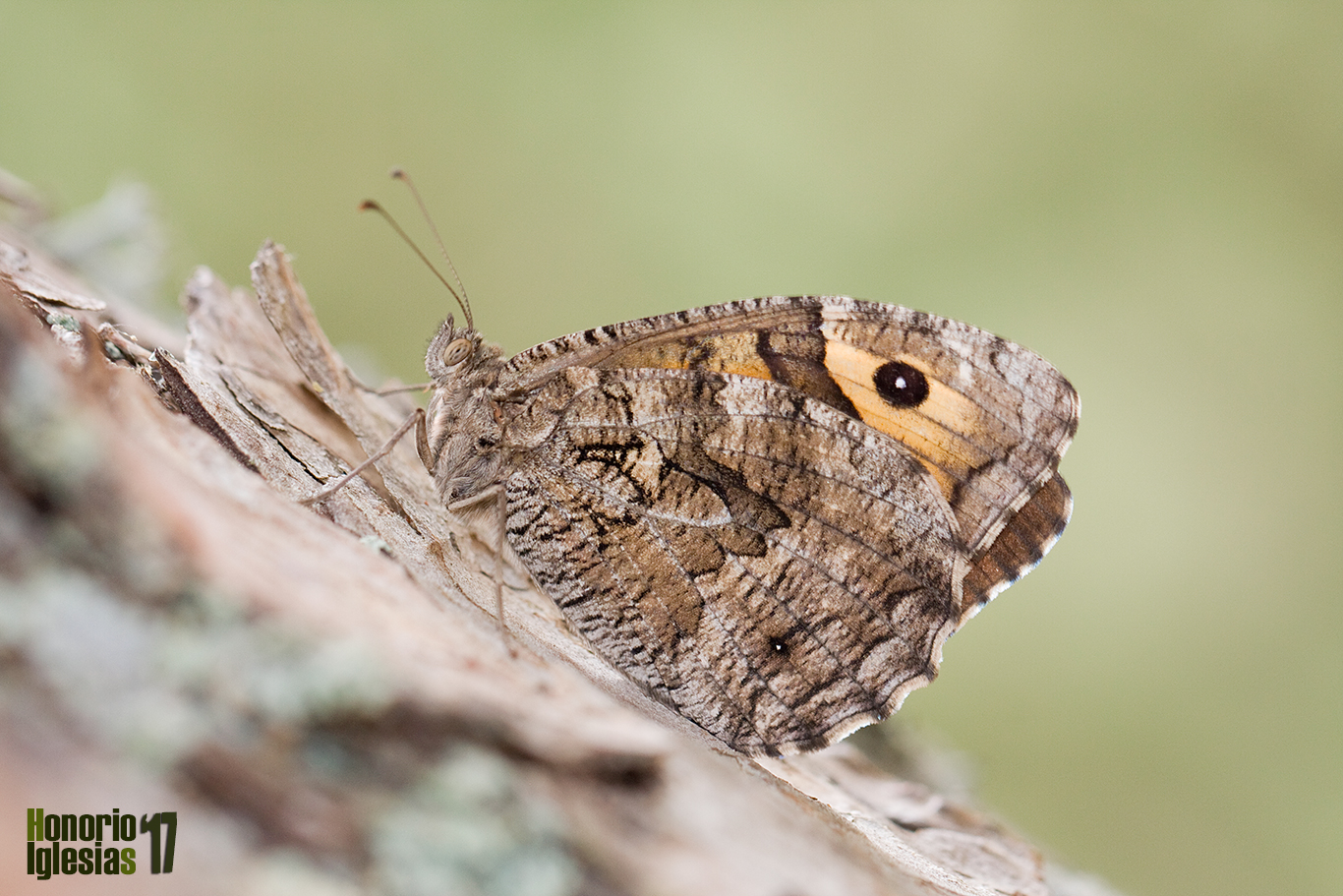 Ejemplar de mariposa sátiro rubio o pardo rubia (Hipparchia (=Parahipparchia) semele) mostrando su reverso alar.