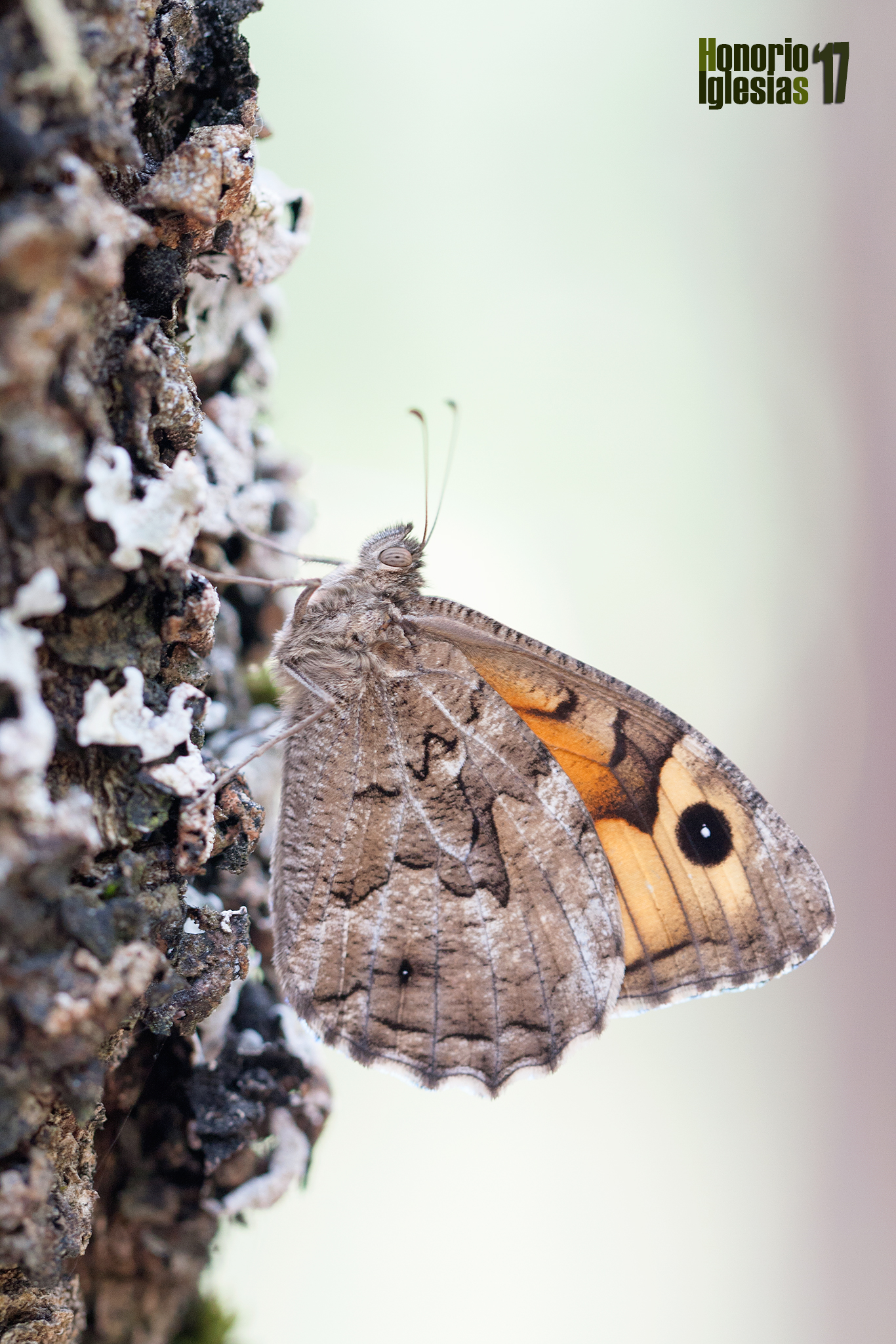 Ejemplar de mariposa sátiro rubio o pardo rubia (Hipparchia (=Parahipparchia) semele), tienen mucha querencia a posarse en los troncos de los árboles donde se camuflan a la perfección.