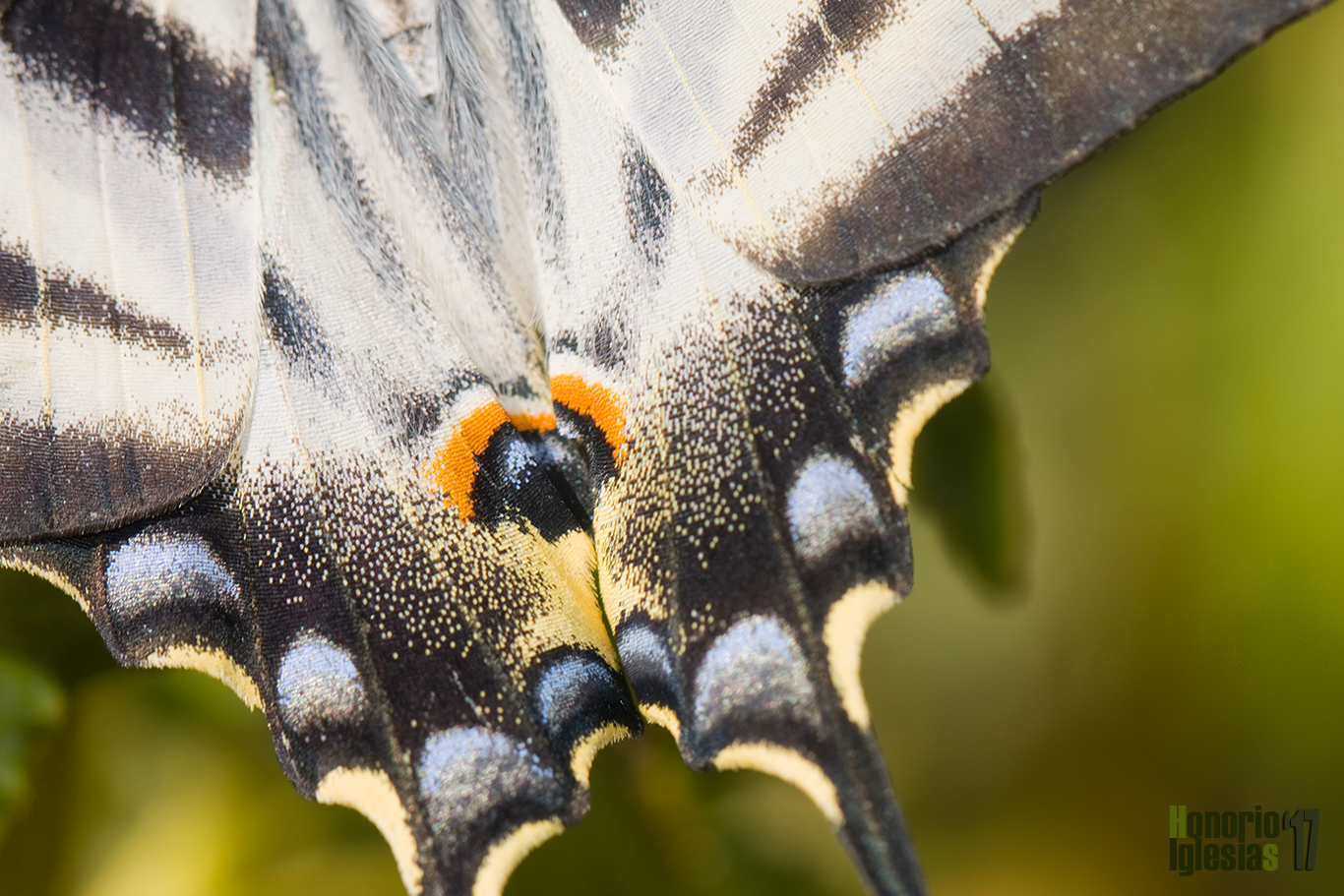 Detalle de los ocelos de un ejemplar de mariposa chupaleches o chupaleche (Iphiclides feisthamelii).