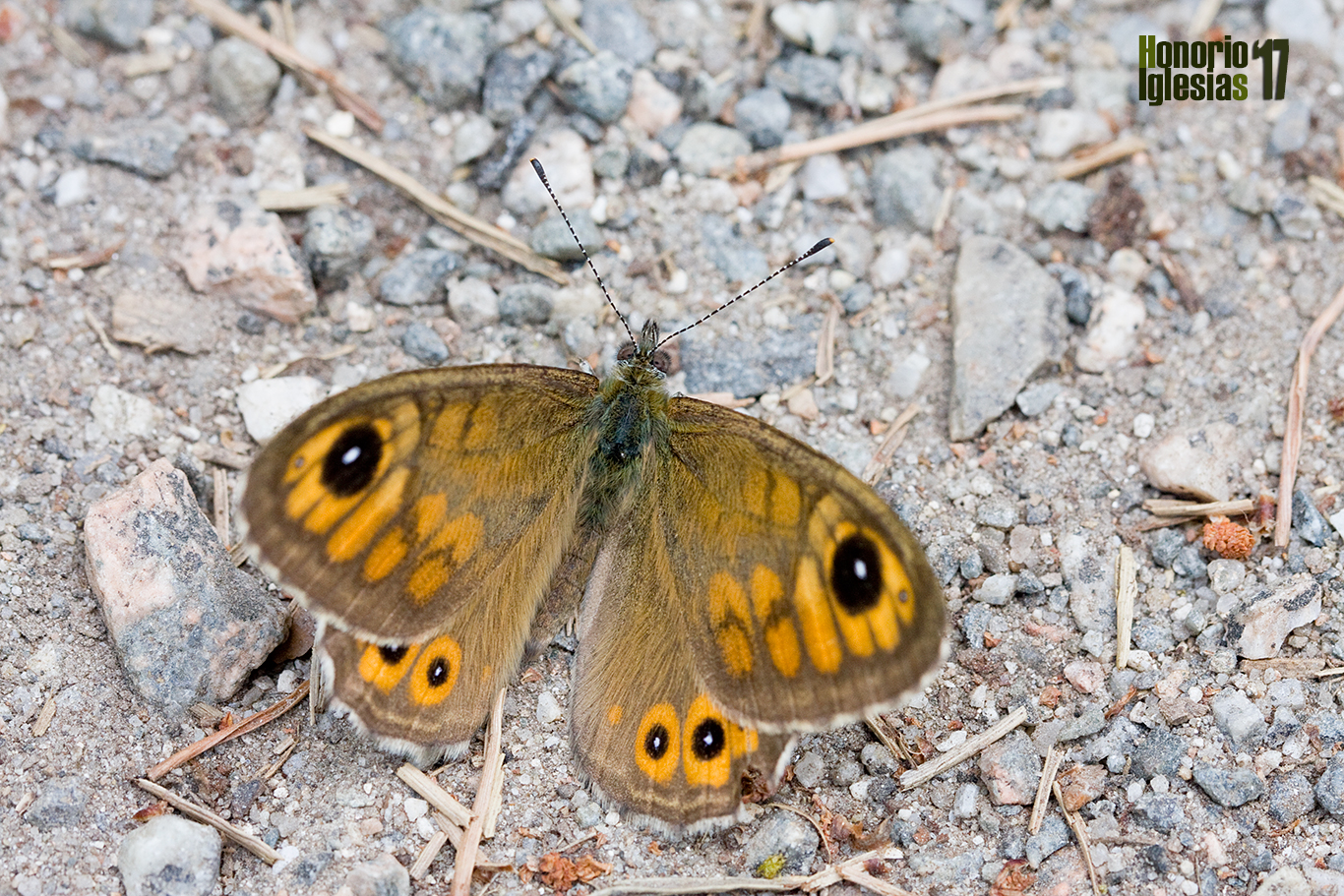 Macho de mariposa pedregosa (Lasiommata maera) mostrando su anverso alar.