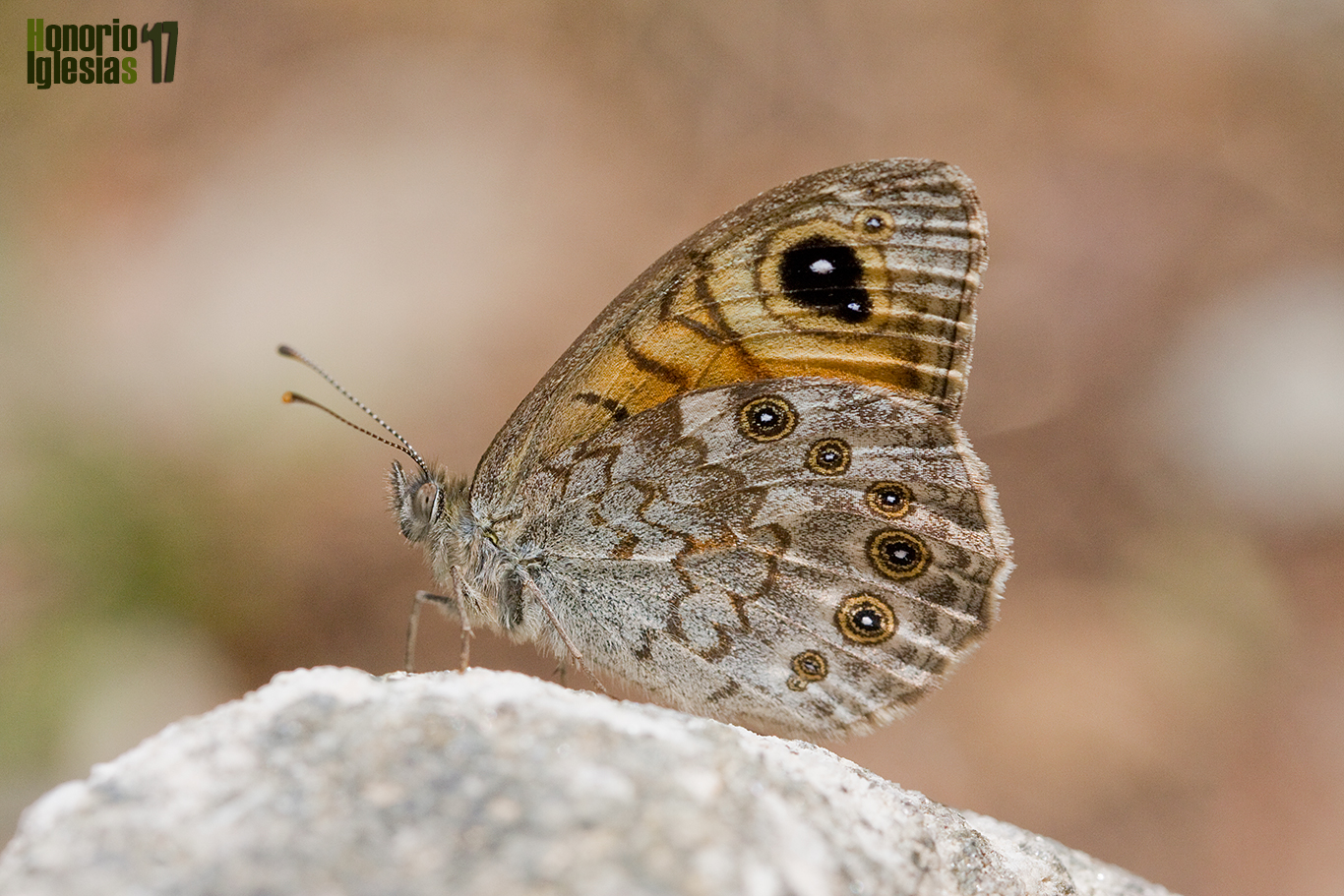 Ejemplar de mariposa pedregosa (Lasiommata maera) mostrando su reverso alar, en esta especie es común que el ocelo del ala anterior esté doblemente pupilado de blanco