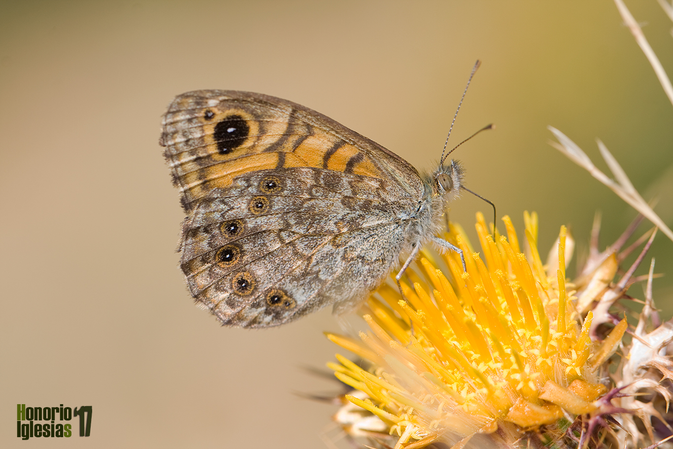 Ejemplar de mariposa saltacercas (Lasiommata megera) libando de la flor de la Centaurea ornata, en ocasiones se presenta un ocelo doblemente pupilado de blanco en el reverso del ala anterior
