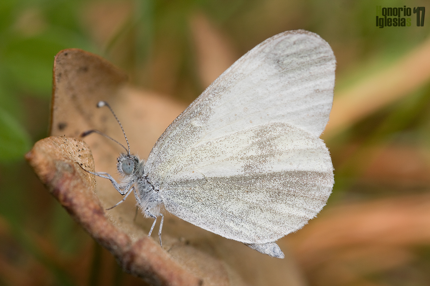 Mariposa esbelta común o blanca esbelta (Leptidea sinapis) descansando sobre una hoja de roble seca, los robledales son algunos de los hábitats preferidos de esta mariposa, cuyos números suelen ser más escasos que los de las Pieris