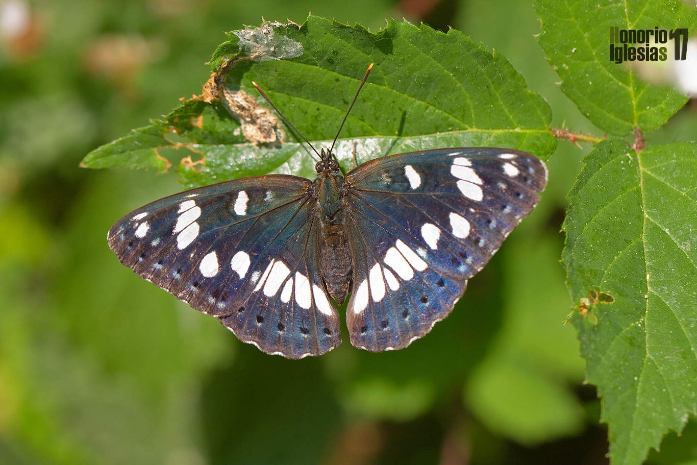 Ejemplar de mariposa ninfa de los arroyos (Limenitis reducta) mostrando su bonito anverso alar.