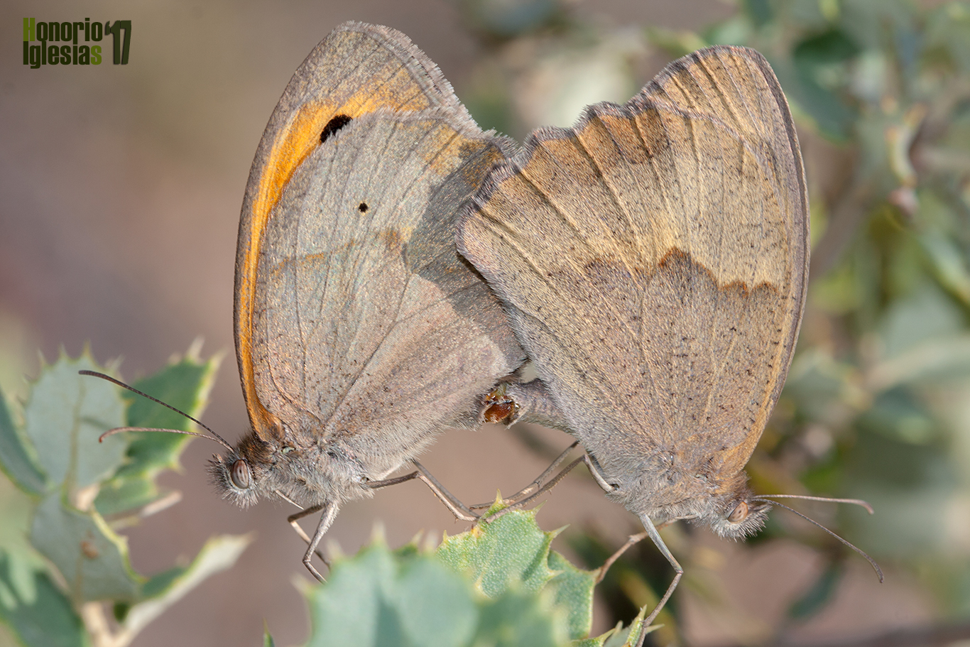 Cópula de mariposa loba (Maniola jurtina), el macho a la izquierda y la hembra a la derecha.