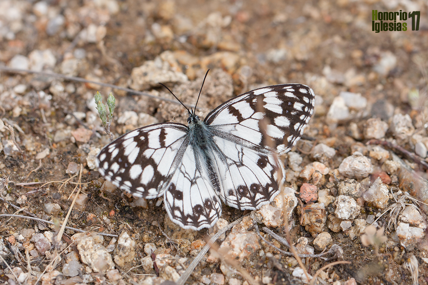 Ejemplar de mariposa medioluto inés (Melanargia ines) mostrando su anverso alar.