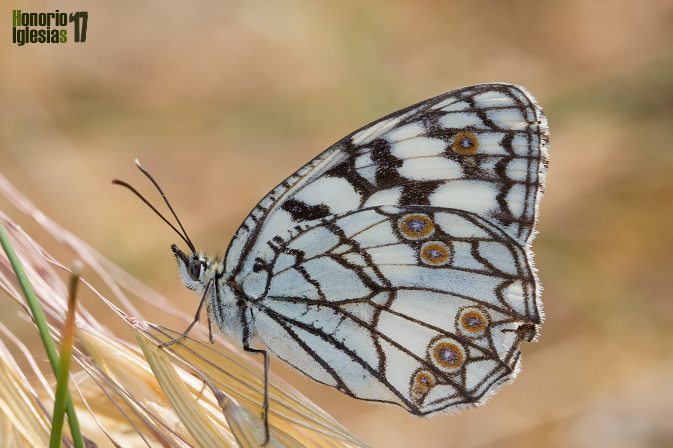 Ejemplar de mariposa medioluto inés (Melanargia ines) mostrando su reverso alar.