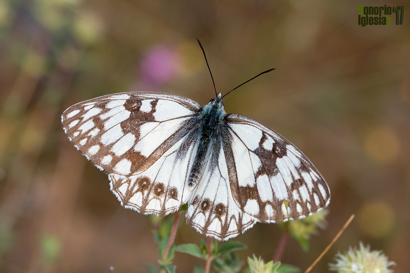 Ejemplar de mariposa medioluto herrumbrosa (Melanargia occitanica) mostrando su anverso alar.