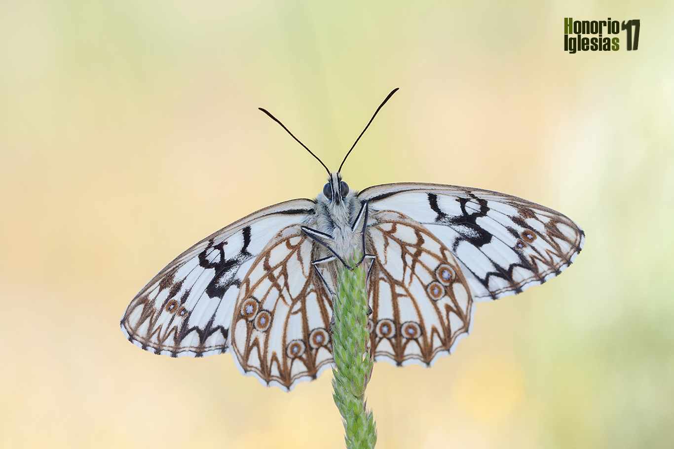 Ejemplar de mariposa medioluto herrumbrosa (Melanargia occitanica) mostrando su reverso alar.