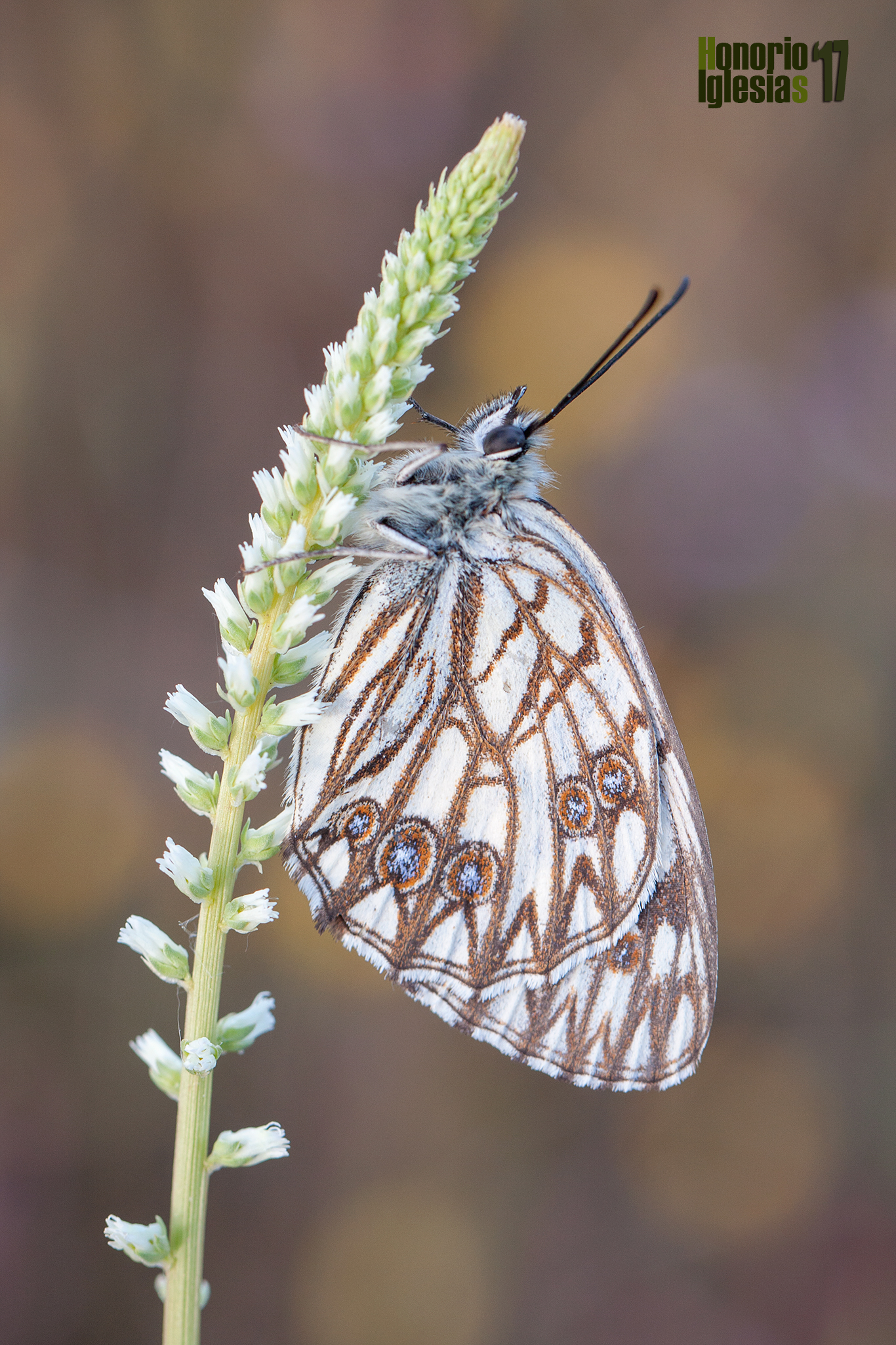 Ejemplar de mariposa medioluto herrumbrosa (Melanargia occitanica) sobre la planta en la que ha pasado la noche, con las primeras luces.
