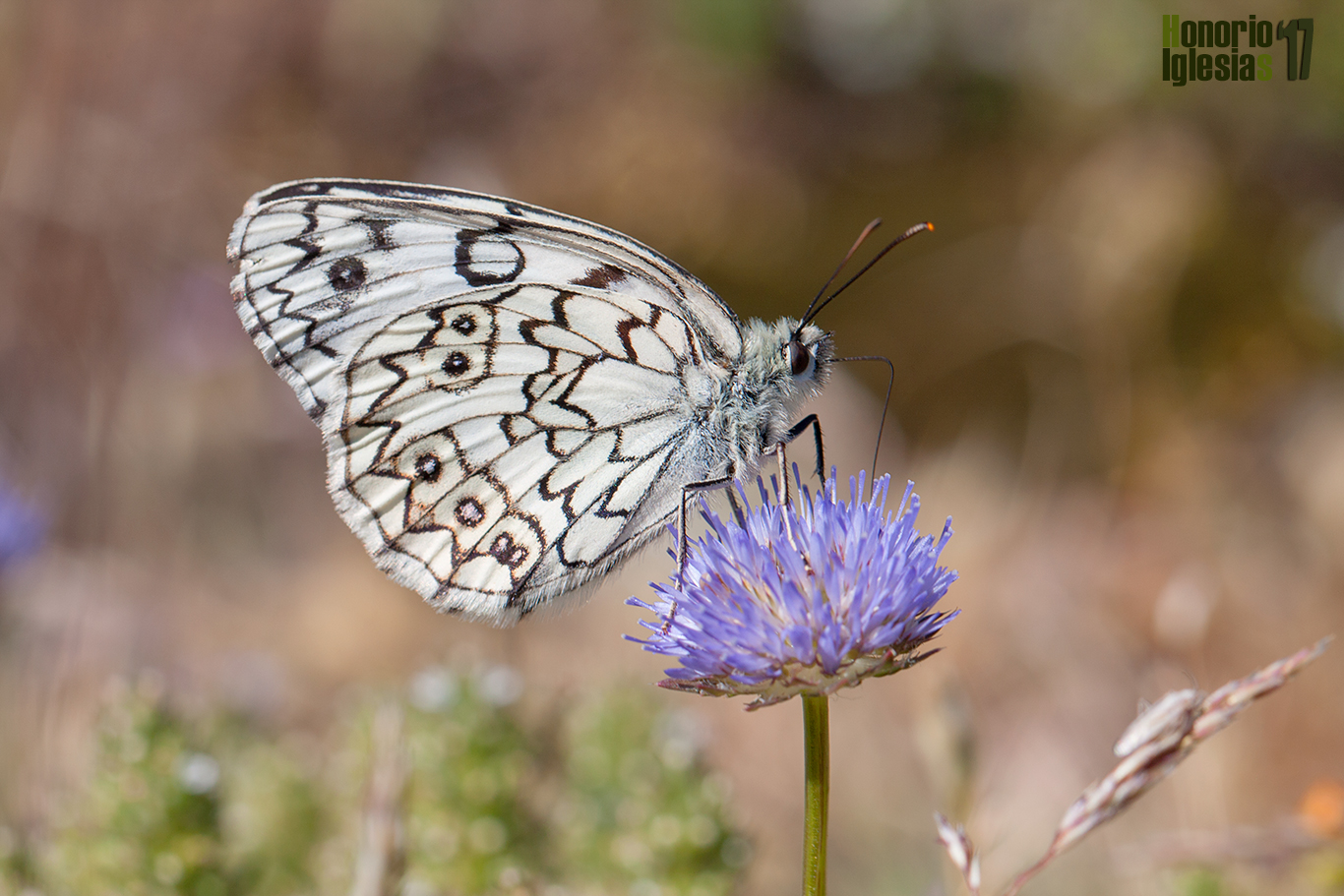 Ejemplar de mariposa medioluto montañesa o montañera (Melanargia russiae) mostrando su reverso alar libando de una flor de Jasione sp.