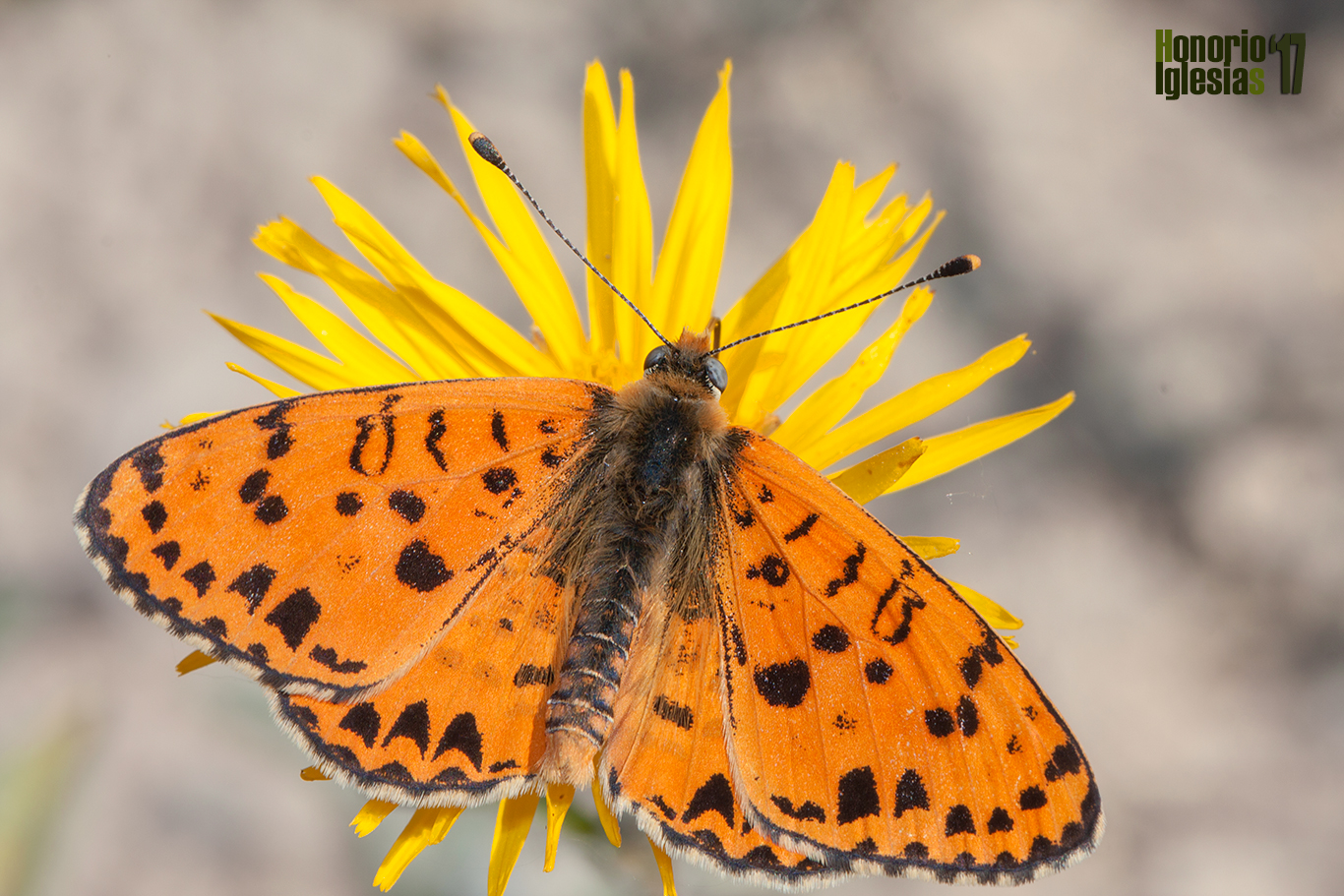 Ejemplar de mariposa doncella didima o doncella tímida (Melitaea didyma) mostrando su anverso alar
