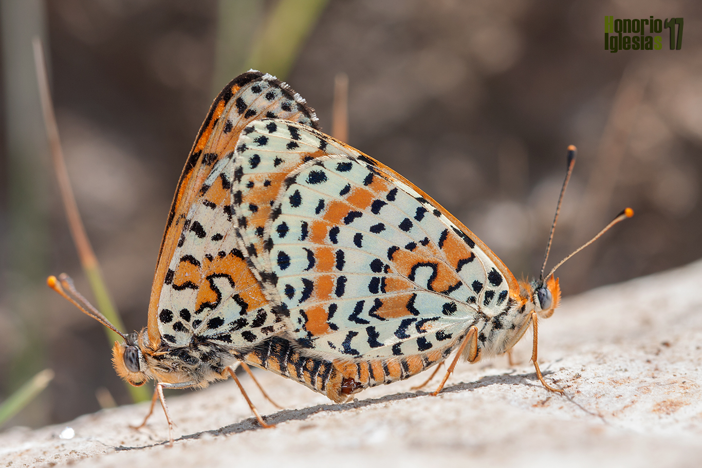 Cópula de mariposa  doncella didima o doncella tímida (Melitaea didyma) a más de 1800 msnsm en la sierra de Guadarrama