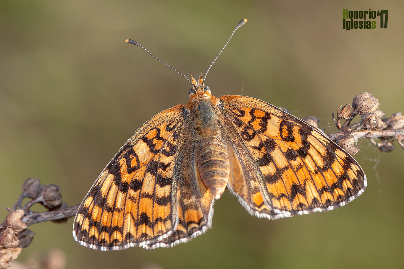Hembra de mariposa doncella mayor (Melitaea phoebe) en posición defensiva mostrando su abdomen