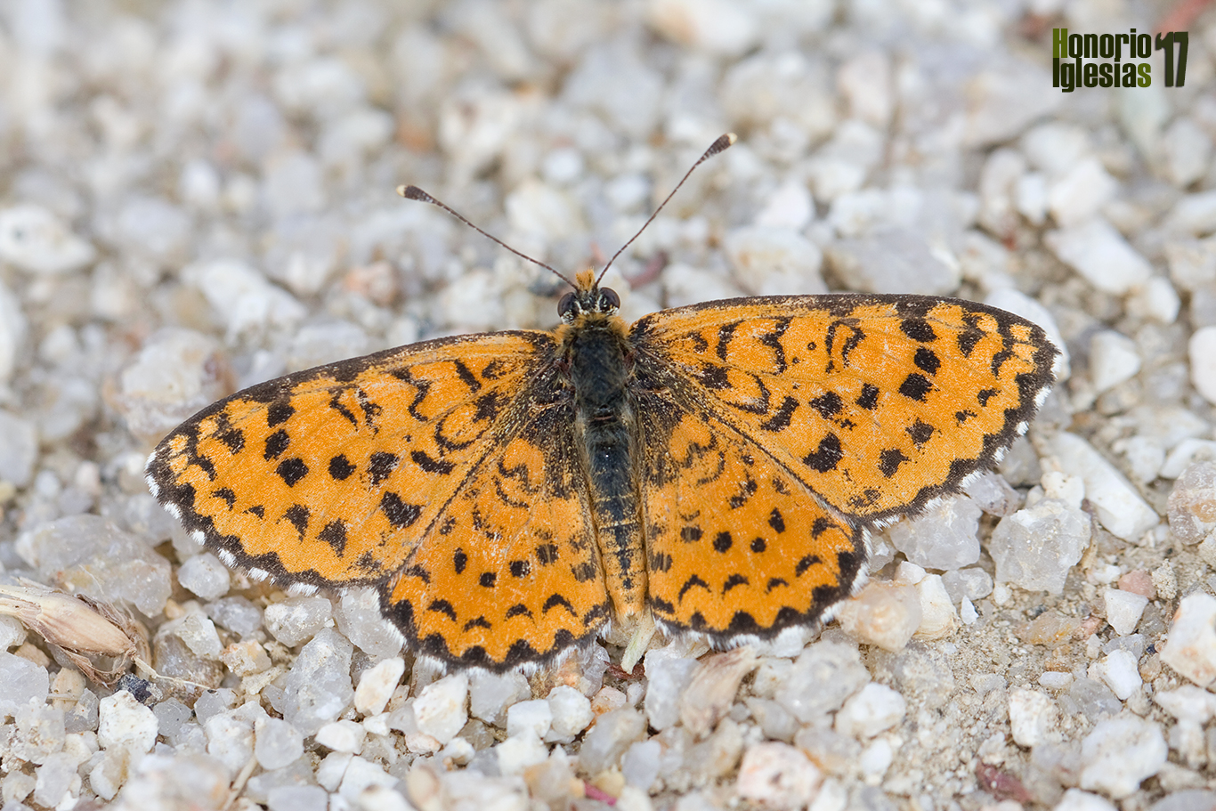 Ejemplar de mariposa docella del gordolobo (Melitaea trivia) mostrando su anverso alar