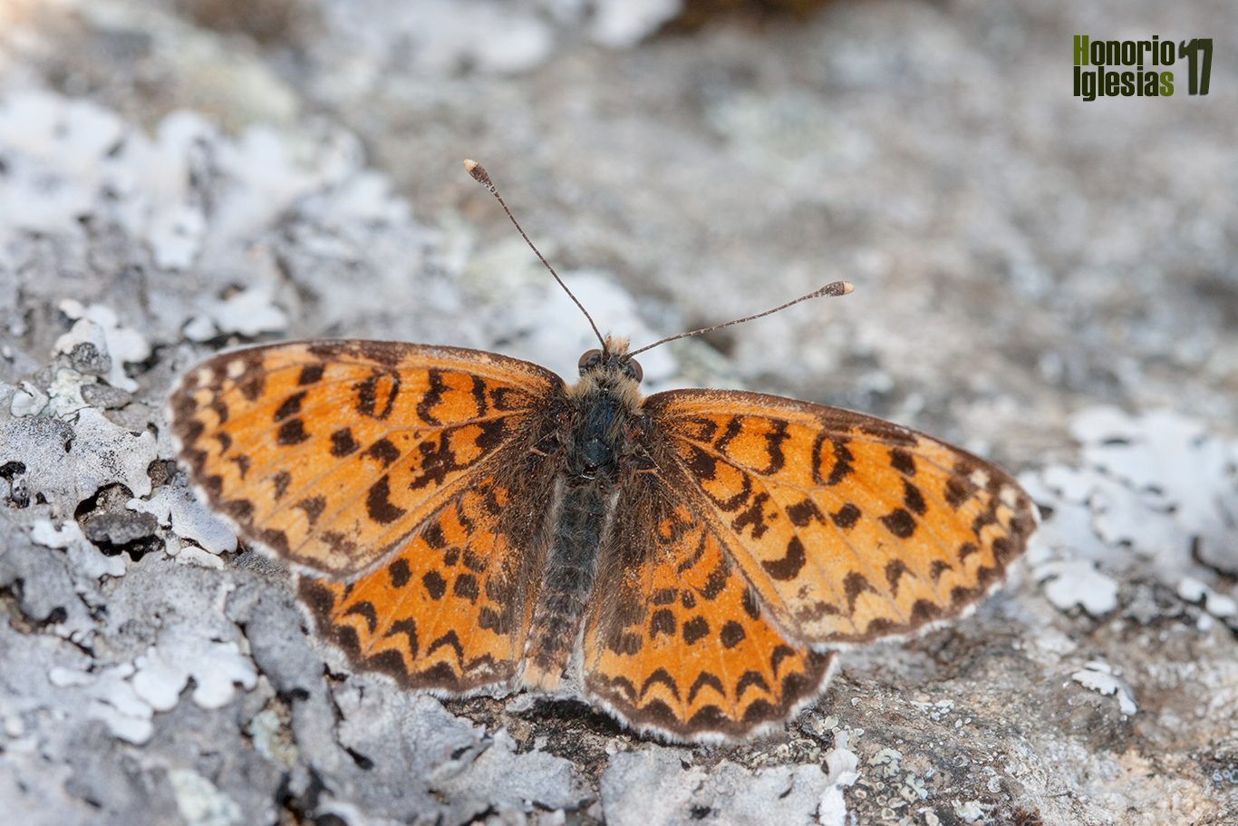Ejemplar de mariposa docella del gordolobo (Melitaea trivia) muy frecuente en las zonas altas de meida montaña donde realizan el Hilltoping