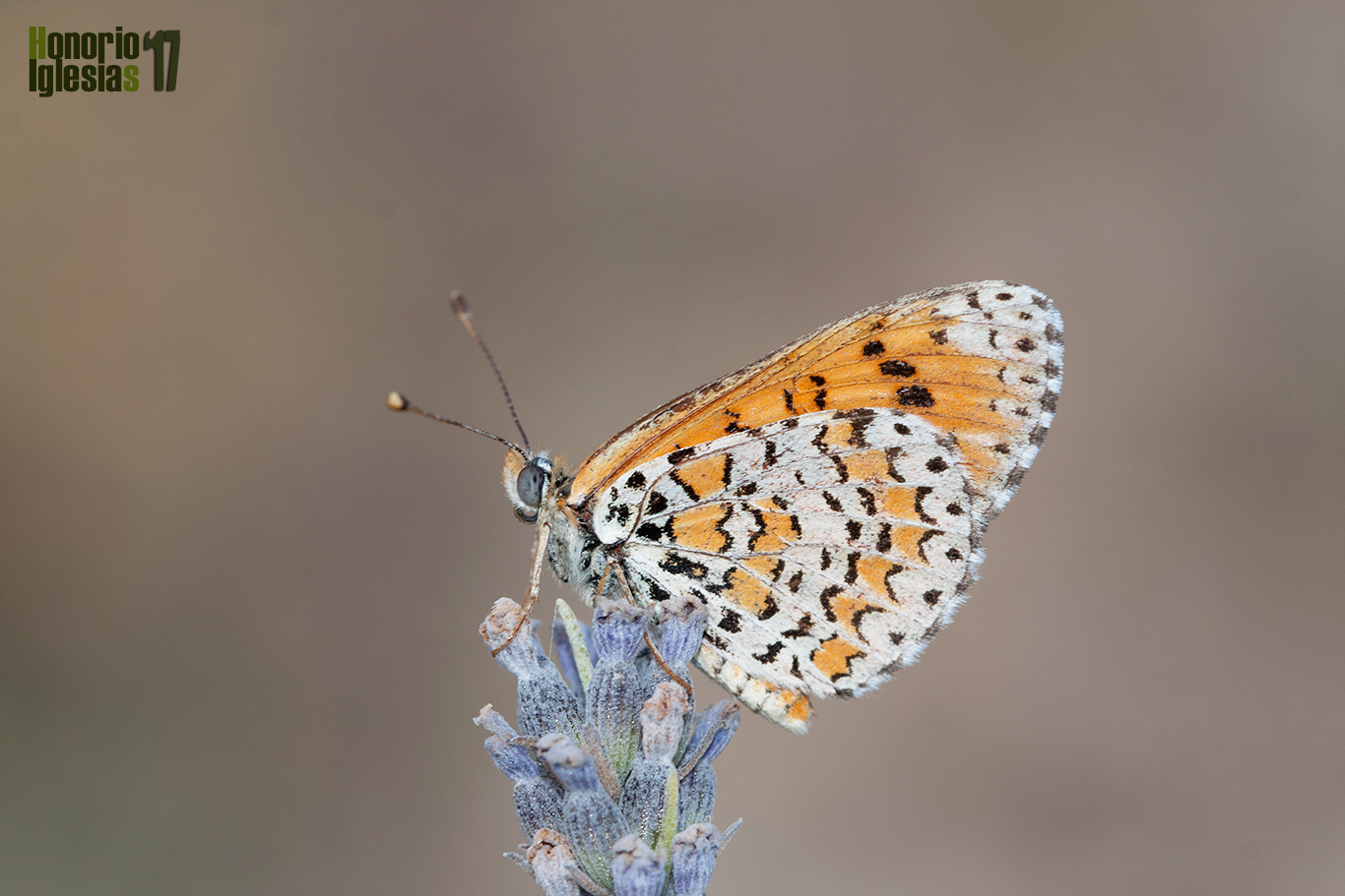 Ejemplar de mariposa docella del gordolobo (Melitaea trivia) mostrando su reverso alar