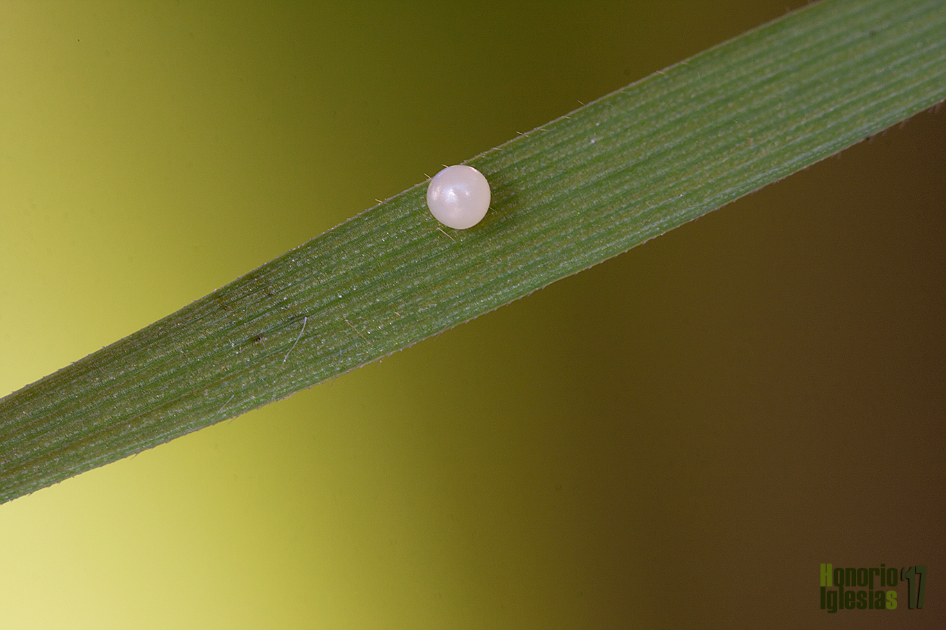 Huevo de mariposa ondulada o maculada (Pararge aegeria) sobre gramínea.