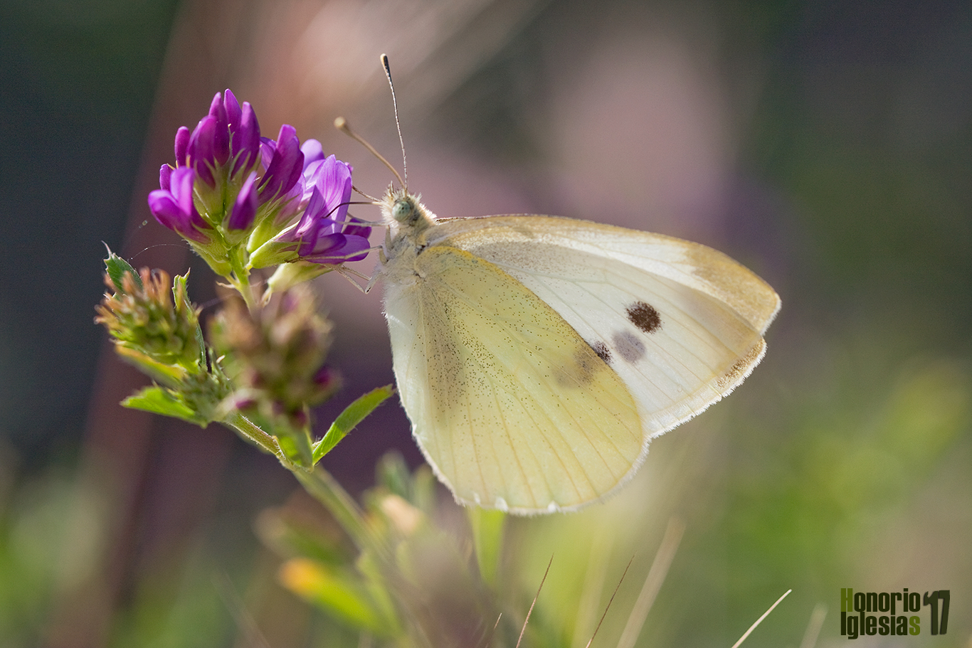 Ejemplar  hembra de mariposa blanquita de la col (Pieris rapae) libando de las flores de una Alfalfa (Medicago sativa)