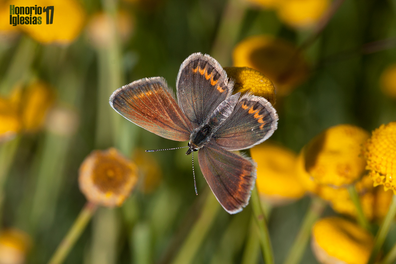 Ejemplar hembra de mariposa esmaltada espinosa o niña (Plebejus argus) sobre las flores de una Botonera (Santolina rosmarinifolia)