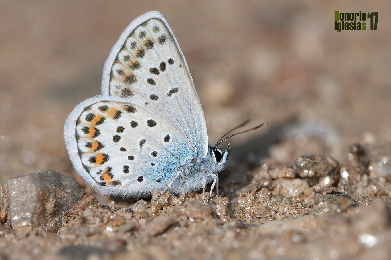 Ejemplar de mariposa esmaltada espinosa o niña (Plebejus argus) , libando en un charco mostrando su reverso alar