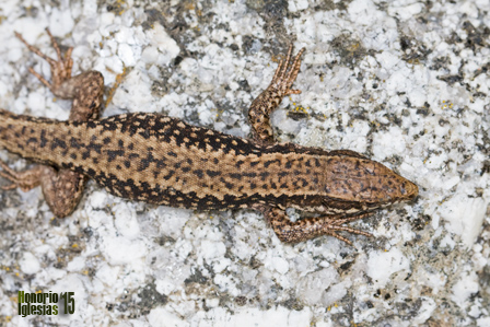 Detalle de coloración dorsal de un macho adulto de lagartija roquera (Podarcis muralis) 