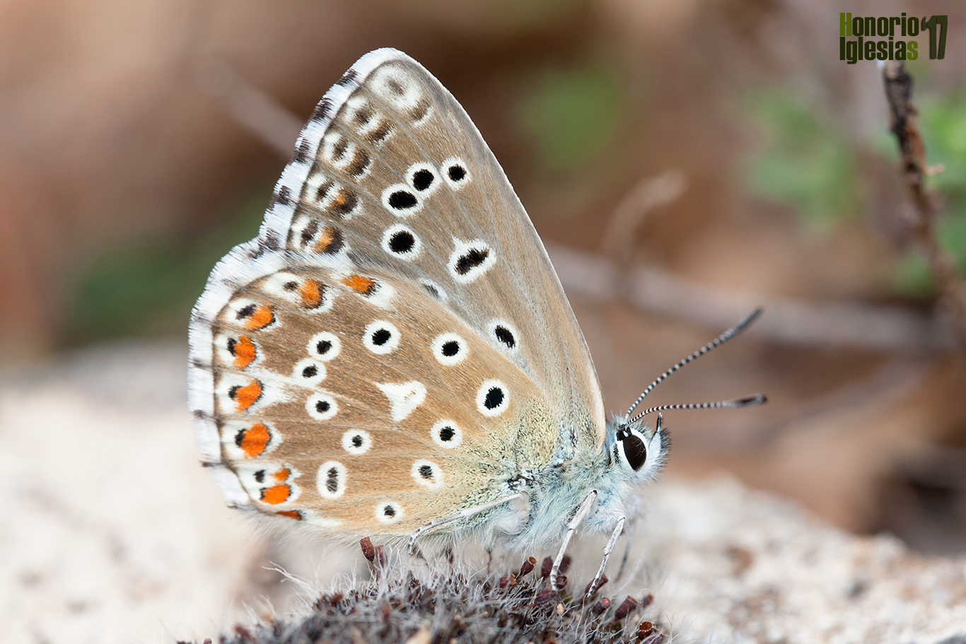 Ejemplar hembra de mariposa niña celeste (Polyommatus (=Lysandra) bellargus) , mostrando el reverso alar donde se puede observar su fimbrias ajedrezadas.