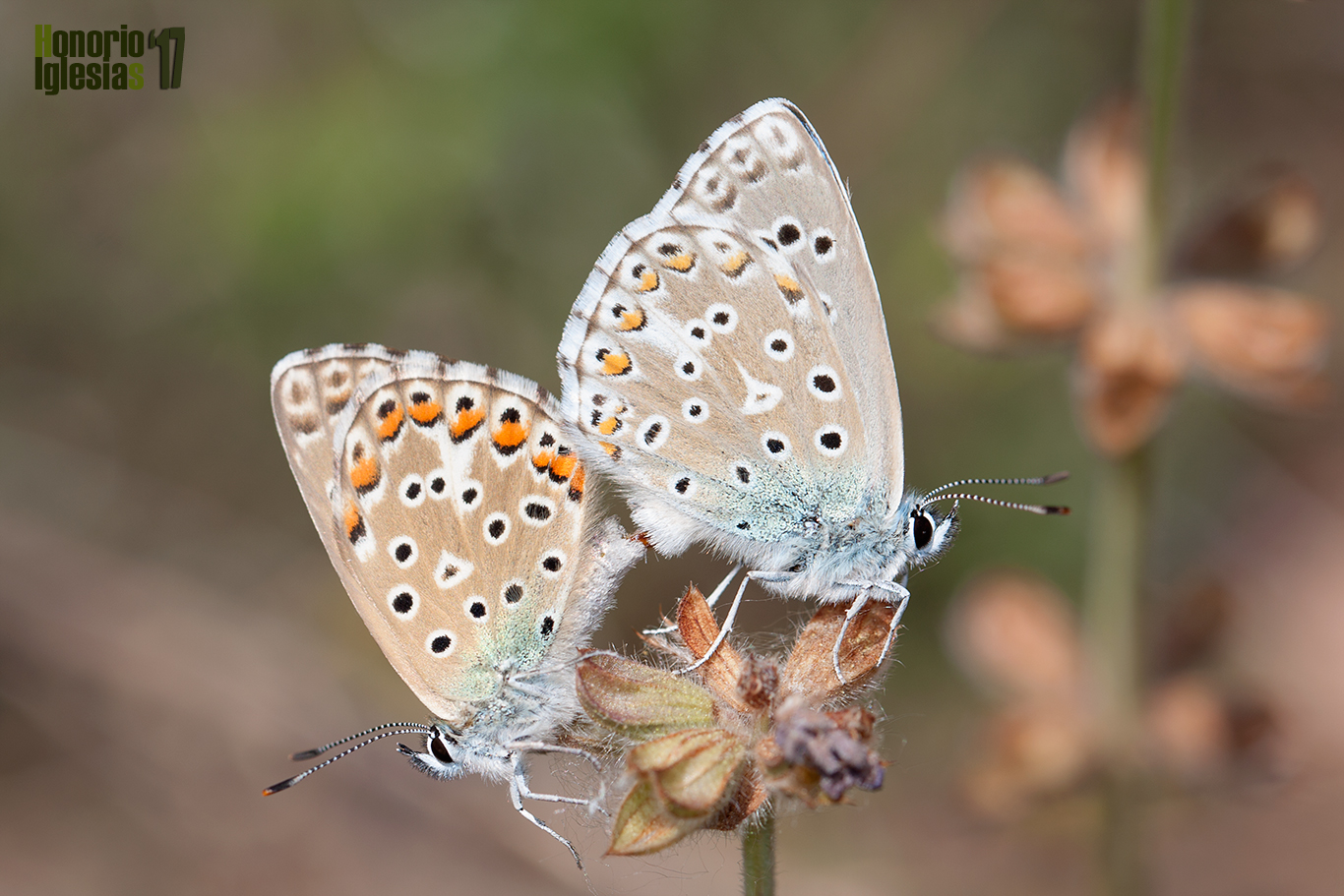 Cópula de mariposa niña celeste (Polyommatus (=Lysandra) bellargus) , mariposa predominantemente de áreas calizas aunque ha sido citada en los montes de Valsaín.
